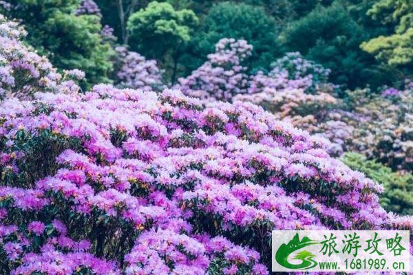 2022梧桐山杜鹃花什么时候开花 2022梧桐山杜鹃花什么时候开花