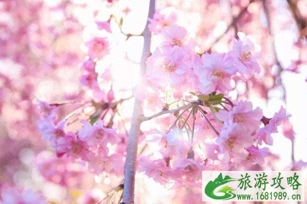 2022深圳周边赏樱花的好地方 2022深圳周边赏樱花的好地方