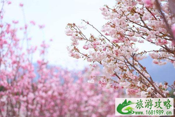 2022深圳周边赏樱花的好地方 2022深圳周边赏樱花的好地方