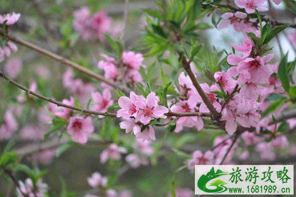 2022保定春季赏花景点推荐 赏花攻略