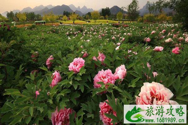 2022保定春季赏花景点推荐 赏花攻略