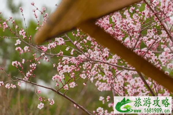 北京郊区春季赏花好去处 春游踏青景点推荐
