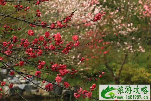 2022南京看桃花哪里最好