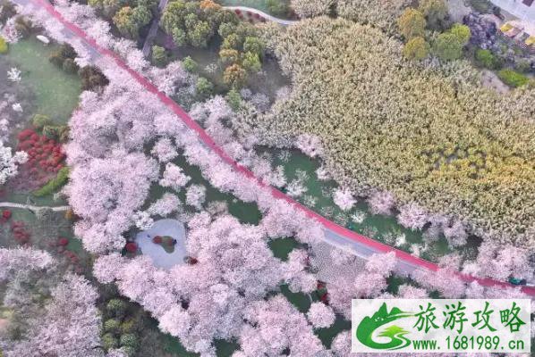 2022无锡金匮公园樱花要门票吗