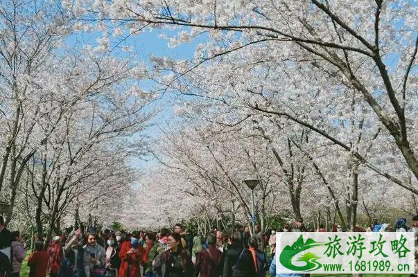 2022无锡金匮公园樱花要门票吗