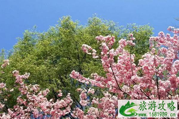 凤凰湖樱花节什么时候开始2022