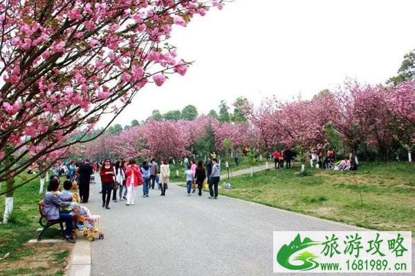 凤凰湖樱花节什么时候开始2022