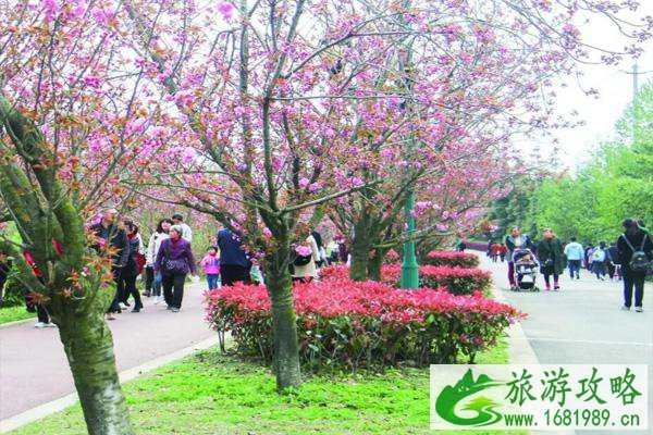 凤凰湖樱花节什么时候开始2022