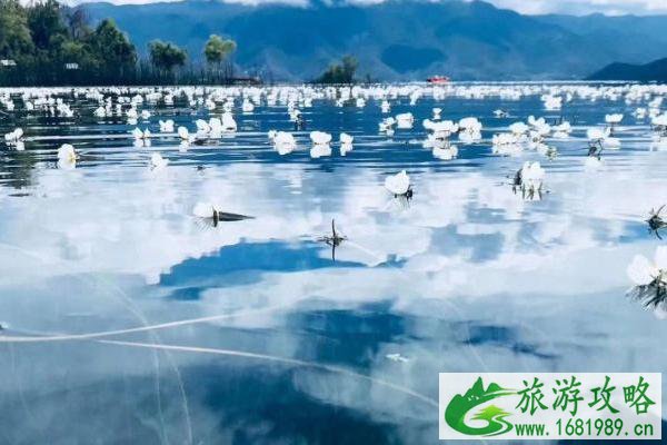 泸沽湖水性杨花什么时候开花2022