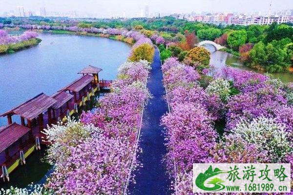 2022广州海珠湿地公园的樱花开了吗 2022广州海珠湿地公园的樱花开了吗