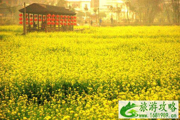 广东油菜花旅游景点在哪里