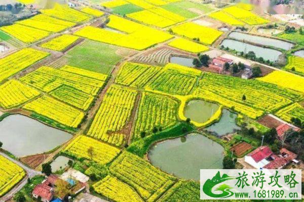 潼南油菜花景区在哪里?怎么去? 潼南油菜花景区在哪里?怎么去?