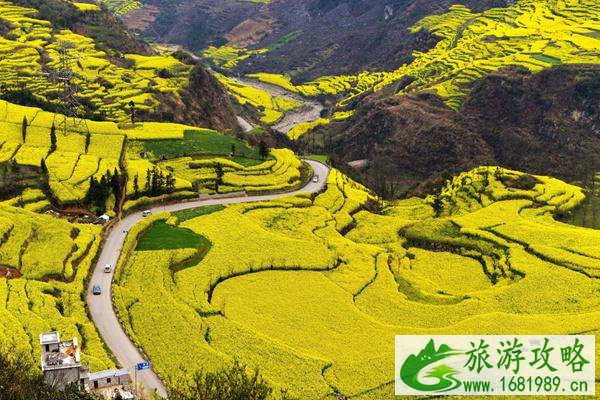 2022高明油菜花基地开放了吗?在哪里?