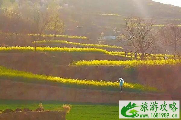 家朋油菜花开了吗?梯田在哪里?