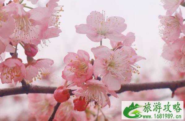2022中山植物园周一开门吗