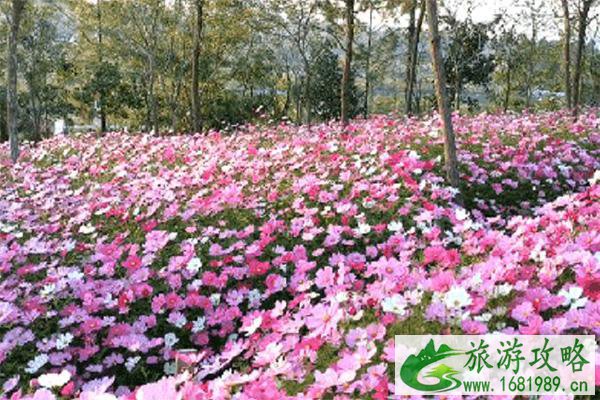 2022中山云梯山花海开放了吗