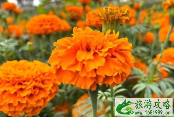 2022中山云梯山花海开放了吗