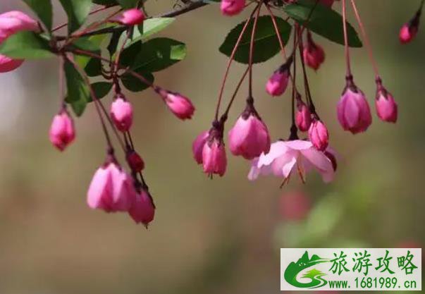 2022南京高淳慢城油菜花在哪里及赏花攻略