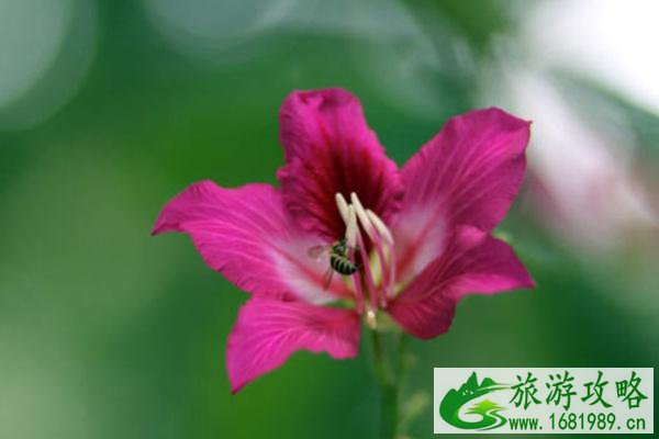 广东赏花十大热门地 附花期时间 广东赏花十大热门地 附花期时间