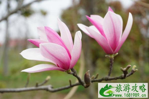 广东赏花十大热门地 附花期时间 广东赏花十大热门地 附花期时间