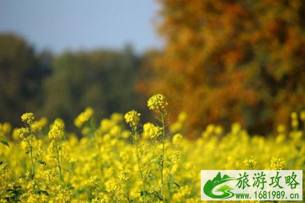 广东赏花十大热门地 附花期时间 广东赏花十大热门地 附花期时间