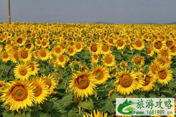 广东赏花十大热门地 附花期时间 广东赏花十大热门地 附花期时间