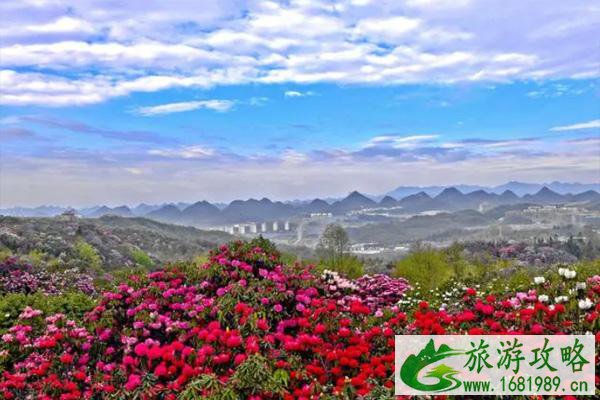 毕节杜鹃花最佳观赏时间2022 毕节杜鹃花最佳观赏时间2022