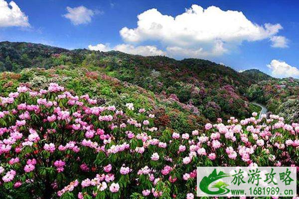 毕节杜鹃花最佳观赏时间2022 毕节杜鹃花最佳观赏时间2022