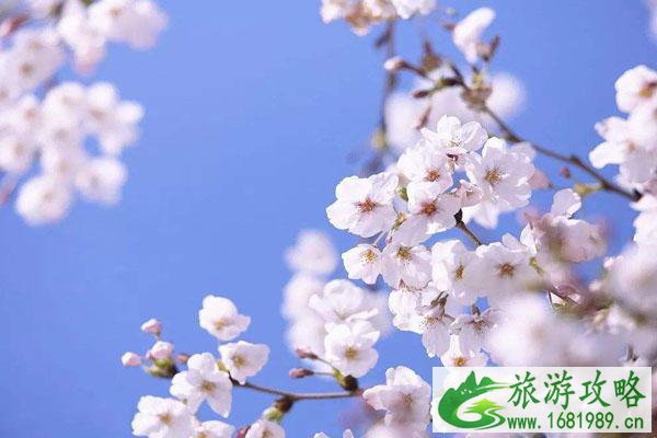 2022广东看樱花最好看的地方 2022广东看樱花最好看的地方