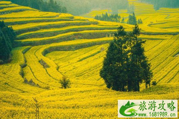 罗平油菜花旅游攻略2022