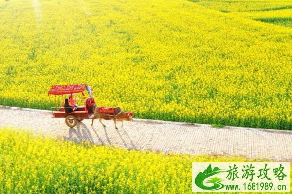 罗平油菜花旅游攻略2022