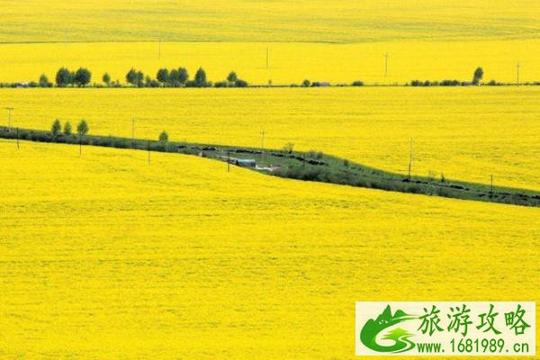 门源油菜花最佳时间2022