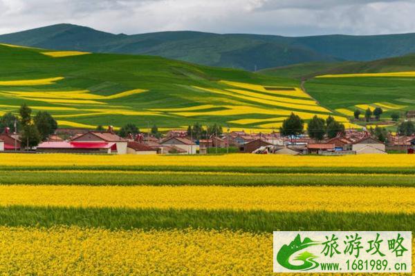 门源油菜花最佳时间2022