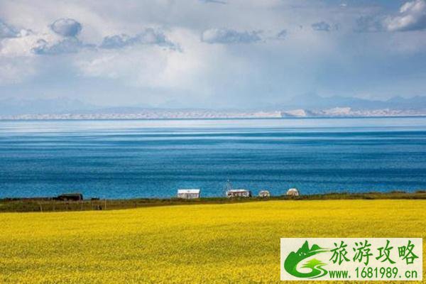 门源油菜花最佳时间2022