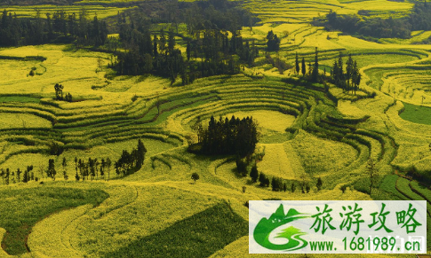2022年罗平油菜花什么时候开 附最佳观赏地点 2022年罗平油菜花什么时候开 附最佳观赏地点