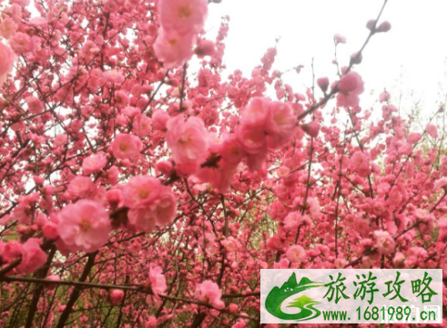 2022北京平谷桃花观赏期及路线 2022北京平谷桃花观赏期及路线