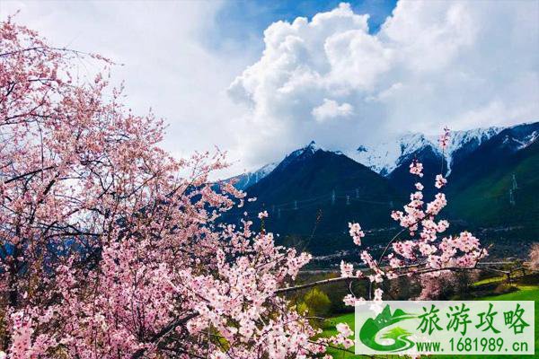 2022林芝桃花最佳观赏时间 林芝桃花几月份去好 2022林芝桃花最佳观赏时间 林芝桃花几月份去好