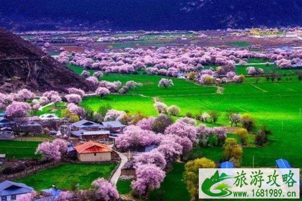 2022林芝桃花最佳观赏时间 林芝桃花几月份去好 2022林芝桃花最佳观赏时间 林芝桃花几月份去好