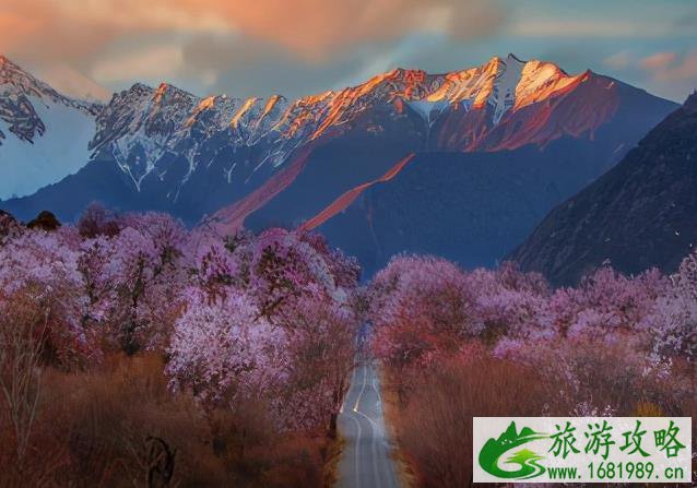 2022林芝桃花几月份去好 林芝桃花最佳观赏期 2022林芝桃花几月份去好 林芝桃花最佳观赏期