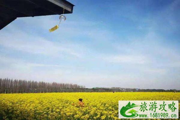 庄行古镇油菜花什么时候开2022