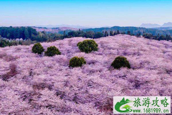 2022平坝樱花需要预约吗 附预约方式