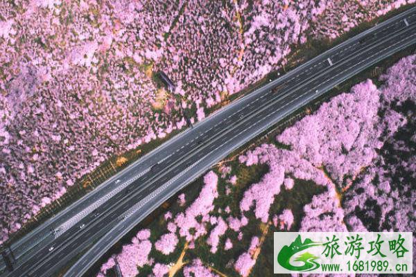 2022平坝樱花需要预约吗 附预约方式