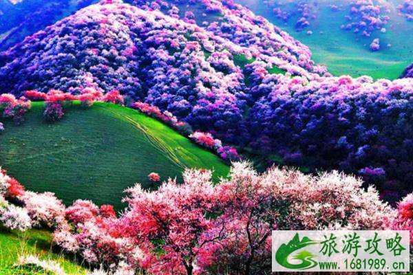 2022伊犁杏花什么时候开 伊犁杏花旅游线路及景点推荐