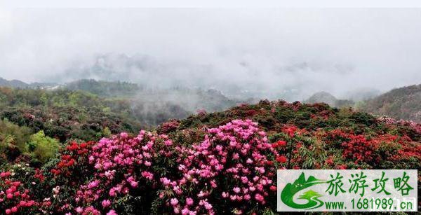 2022毕节百里杜鹃花开放了吗 2022毕节百里杜鹃花开放了吗