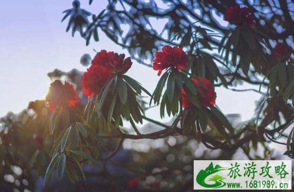 2022毕节百里杜鹃花开放了吗 2022毕节百里杜鹃花开放了吗