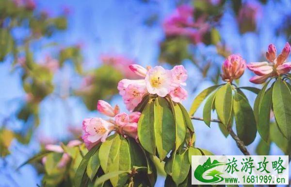 2022毕节百里杜鹃花开放了吗 2022毕节百里杜鹃花开放了吗