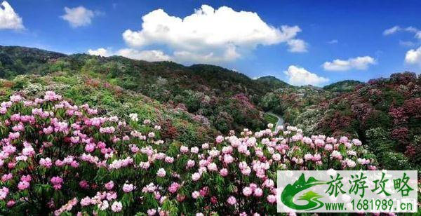 2022毕节百里杜鹃花开放了吗 2022毕节百里杜鹃花开放了吗