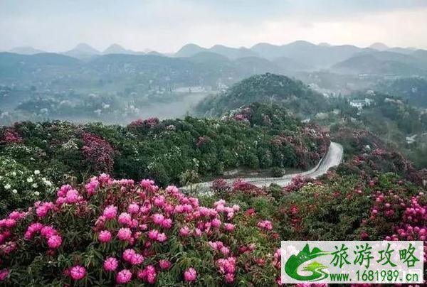 2022毕节百里杜鹃花开放了吗 2022毕节百里杜鹃花开放了吗