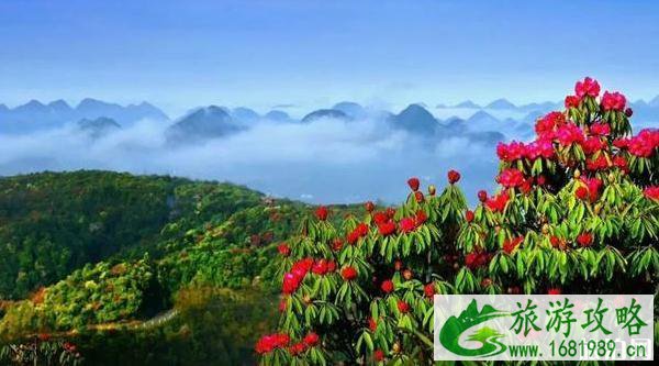 2022毕节百里杜鹃花开放了吗 2022毕节百里杜鹃花开放了吗