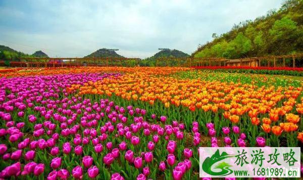 2022毕节百里杜鹃花开放了吗 2022毕节百里杜鹃花开放了吗